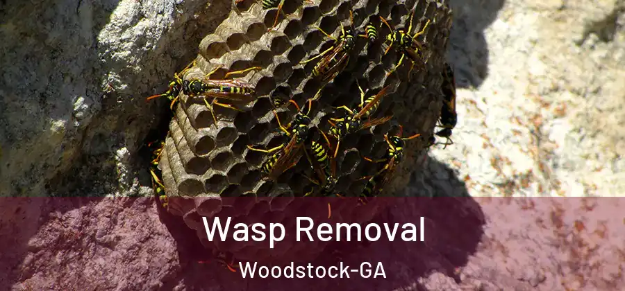 Wasp Removal Woodstock-GA